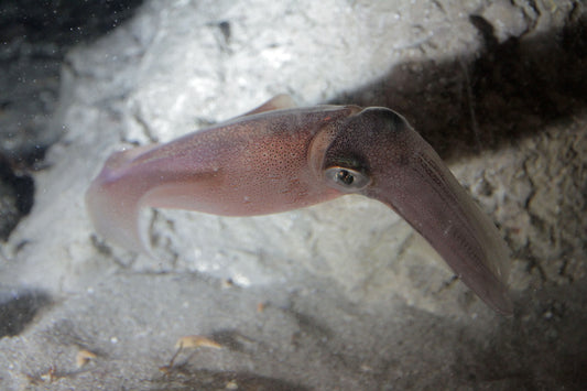 Akvaryumda yüzen kalamar (Loligo vulgaris)