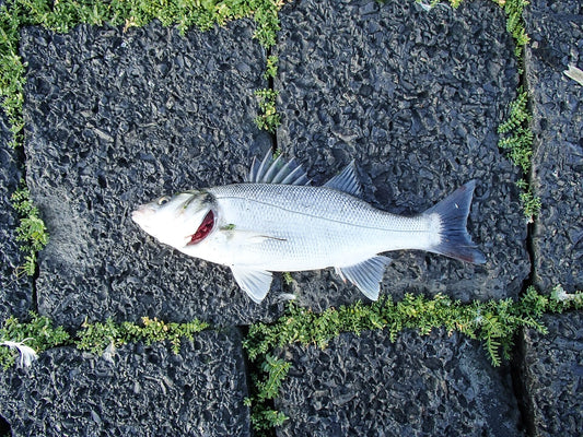 Kıyıdan oltayla yakalanmış iri levrek (Dicentrarchus labrax)