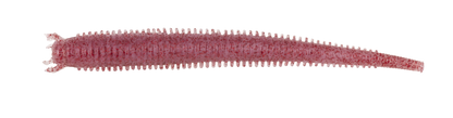 Berkley Gulp Saltwater Fat Sandworm Sahte Kurt