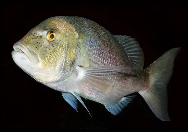 Derinlerin Kraliçesi: Sinarit Avı, Meraları ve Yem Seçimi Rehberi