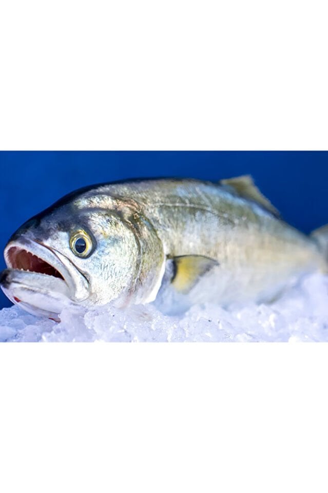 Teknede Balık Avı Seti (4 Adet çapari Yeşil -A.Yeşil,5x Lüfer takımı 3 İğneli 5x boncuklu fırdöndü)