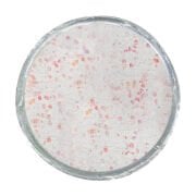 Berkley PowerBait Glow In The Dark Trout Bait Sahte Yemi GLOW RED / WHITE - 50GR