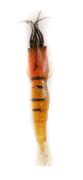 Captain 3060 Silikon Karides 9cm Suni Yem 5li Paket